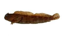 條紋蛙鳚( i Istiblennius edentulus /i )