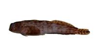 斑紋間頸鬚鳚( i Entomacrodus decussatus /i )