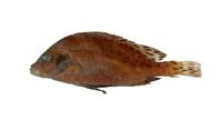 花軟唇( i Plectorhinchus cinctus /i )