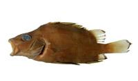 橫帶髭鯛( i Hapalogenys mucronatus /i )