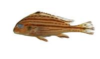 胡椒鯛( i Plectorhinchus pictus /i )