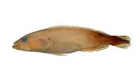 尾紋九刺鮨( i Cephalopholis urodeta /i )