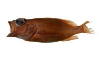 藍鰭石斑魚( i Epinephelus kohleri /i )