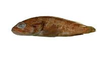 鮨科( i Lutjanus amblycephus /i )