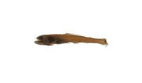 名珍燈魚( i Lampanyctus nobilis /i )