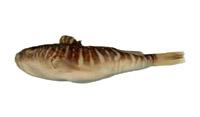 亮眶燈魚( i Diaphus splendidus /i )