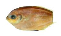 溝鰺( i Atropus atropos /i )