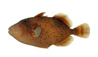 ( i Bistoidae viridescens /i )