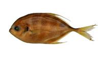 鎧鰺( i Carangoides armatus /i )