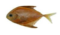 似烏鯧( i Apolectus niger /i )