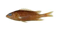 赤鰭棘鱗魚( i Sargocentron tiere /i )