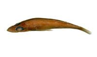 短鯒( i Parabembras curtus /i )
