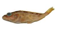 皮鬚鮋( i Thysanichthys crossotus /i )