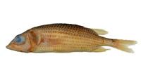 黑鰭長頦鰃( i Flammeo opercularis /i )