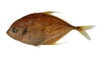 鎧鰺( i Carangoides armatus /i )