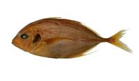 青羽鰺( i Carangoides caeruleopinnatus /i )