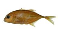 浪人鰺( i Caranx ignobilis /i )