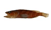 鮭點石斑魚( i Epinephelus fario /i )