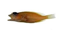 擬棘花鮨( i Plectranthias anthioides /i )