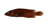 鱸滑石斑魚( i Epinephelus tauvina /i )