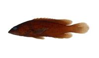 鱸滑石斑魚( i Epinephelus tauvina /i )