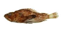 斑鰭鮋( i Scorpaena neglecta /i )