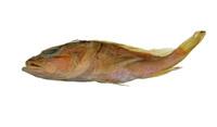 觸手鮋( i Pontinus tentacularis /i )