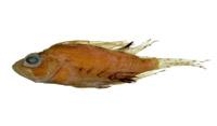美麗短鰭蓑鮋( i Dendrochirus bellus /i )