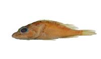 觸手鮋( i Pontinus tentacularis /i )