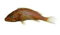 大鱗新棘鮋( i Neomerinthe megalepis /i )
