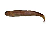 矮冠鳚( i Praealticus tanegasimae /i )
