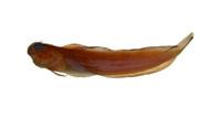 斑紋間頸鬚鳚( i Entomacrodus decussatus /i )