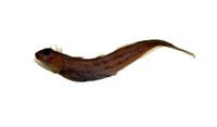 矮冠鳚( i Praealticus tanegasimae /i )