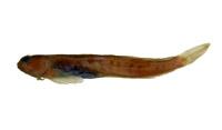 矮冠鳚( i Praealticus tanegasimae /i )