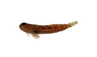 橫帶間頸鬚鳚( i Entomacrodus striatus /i )