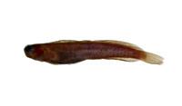 矮冠鳚( i Praealticus tanegasimae /i )