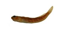 矮冠鳚( i Praealticus tanegasimae /i )