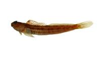 對斑蛙鳚( i Istiblennius bilitonensis /i )