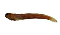 笠鳚( i Rhabdoblennius ellipes /i )