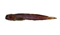 矮冠鳚( i Praealticus tanegasimae /i )