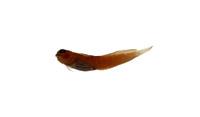 條紋蛙鳚( i Istiblennius edentulus /i )