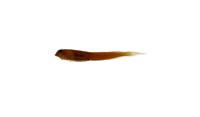 圍眼蛙鳚( i Istiblennius periophthalmus /i )