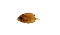 飄浮蝴蝶魚( i Chaetodon vagabundus /i )
