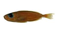大眼鯛( i priacanthus macracanthus /i )