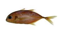 浪人鰺( i Caranx ignobilis /i )