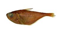 黑緣擬金眼鯛( i Pempheris vanicolensis /i )
