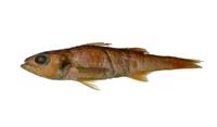 腹棘尖牙鱸( i Synagrops philippinensis /i )