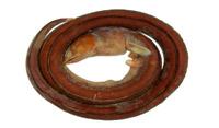蛇鰻( i Risodonophis cancriverus /i )