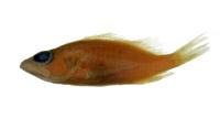 擬棘花鮨( i Plectranthias anthioides /i )