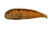 隆頭魚( i Xyrichthys dea /i )